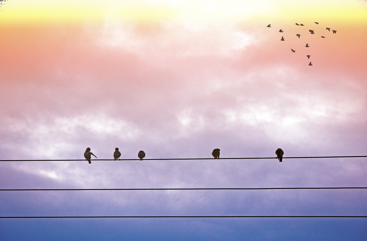 birds-g484a1e83c_1280